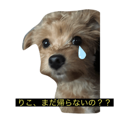 Karisyakuho_20251222161509