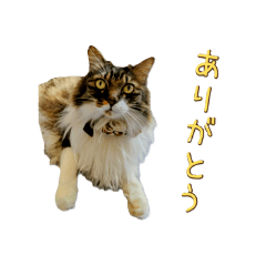 Taffy_20251222165124