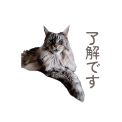 Taffy_20251222165648