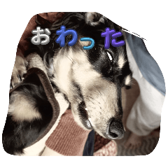 inutomo_20251222172248