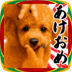 あけおめ横揺れトイプードル【正月/新年】