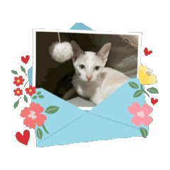 Chaying_20251223080614