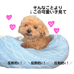 ayapi_20251222153232