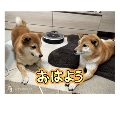 bunny_20251222183900