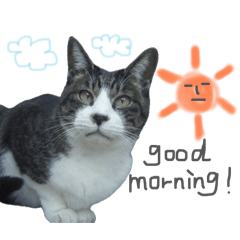 a cat around here 3