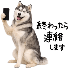 Siberian Husky Family Messages