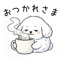 Fluffy White Toy Poodle Dog