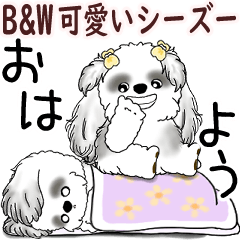 B&W Moving Shih tzu (Cute Shih Tzu)