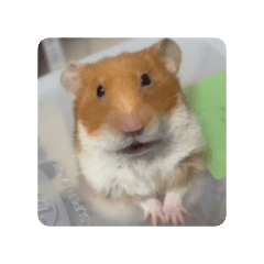 Toshi_20251222215403