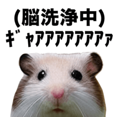 チーム ハムちゃん4