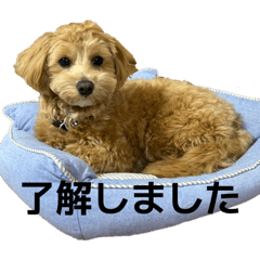 Choco_20251222204754