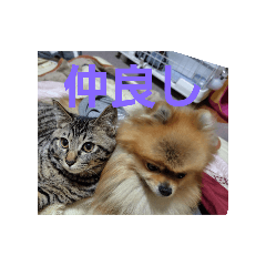 GORIRA_20251222230013