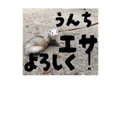 shingogo_20251222213200