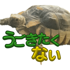 momoa_20251223025247