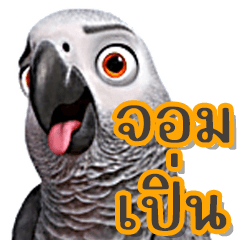 The clumsy African Grey Parrot