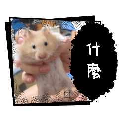 可愛樂園