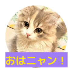 Yocchi_20251223012232