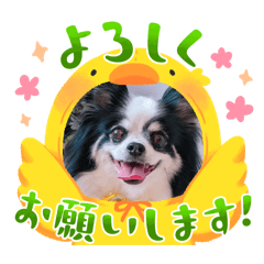 Neko no_20251223102008