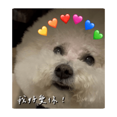 最可愛的比熊牛奶