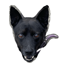 Bunny Cat Dog Hamster