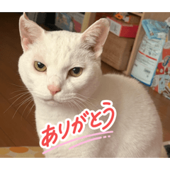 haruna_20251223121717