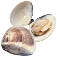 Domestic clams 2