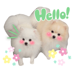 FUYU & FUYA The Pom Pom