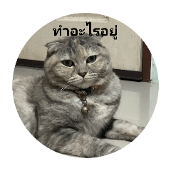 chayanon_20251222184142