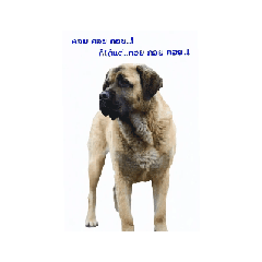 Pooriphat Suksaweng_20251223121438