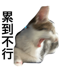 動物の保護園區