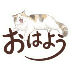 ふわふわ長毛猫ちゃんず（水彩・日本語）