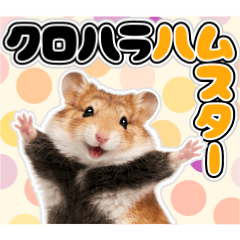 クロハラハムスターの日常