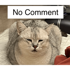 kaku_bobi_20251221174200