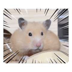 kinako_20251223144157