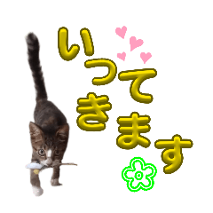 chacha_20251223161437