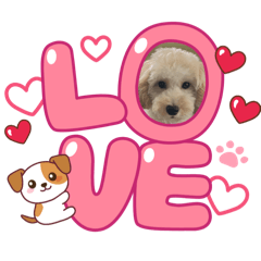 sachon_20251223182921