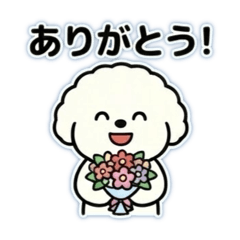 Fluffy Bichon's Seasonal Care