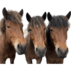 湊さんちのかわいい家族