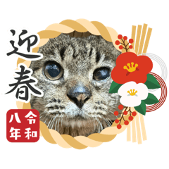 bokunopetto_20251223162653