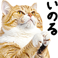 Cat Praying-real Fat meme