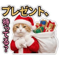 実写猫！サンタとトナカイのやらかしXmas