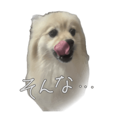 meraponi_20251223195505