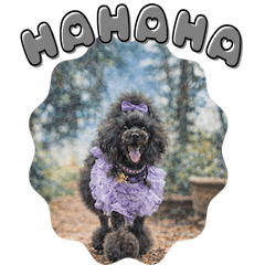 黒プー”キャビア”のふわもこトーク