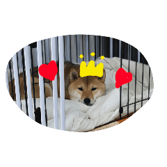 miwako_20251223115049