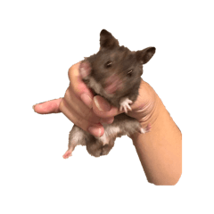 Milin_20251223192910