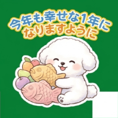 A snowy white, ball-shaped Bichon Frise