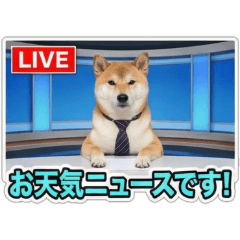 Shiba Inu Weather News Anchor