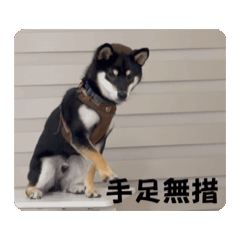 我是屋米-動動篇