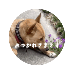2代目番犬さっちー