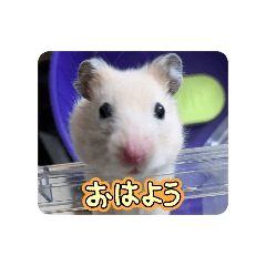 mokodaidao_20251223220624